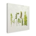 thumbnail image 2 of Trademark Fine Art 'Flat Lay Ferns IV' Canvas Art by Felicity Bradley, 2 of 4