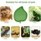 thumbnail image 3 of 2 piezas hoja reptil comida agua plato plato para tortuga maíz serpiente arrastre mascota beber y comer, 2 tamaños Namotu DCF197, 3 of 7
