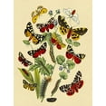thumbnail image 2 of Kirby, W. F. 15x18 Black Ornate Wood Framed with Double Matting Museum Art Print Titled - Moths: N. Plantaginis, A. Purpurea, et al., 2 of 4