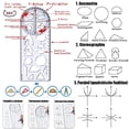 thumbnail image 4 of Multifunctional Geometric Ruler,Geometric Pattern Ruler,3 PCS Multifunctional Drawing Ruler,Geometric Shapes Ruler,Geometric Drawing Ruler,Geometer Ruler, 4 of 5