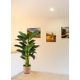 thumbnail image 3 of Serene Spaces Living Artificial Banana Tree in Pot, 16" Diameter & 65" Tall, 3 of 6