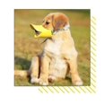 thumbnail image 2 of PetDogBreathableMuzzlesLargeDogsStopBitingBarkingChewingAntiBitePuppyDuckbillCoversPetSupplies, 2 of 3