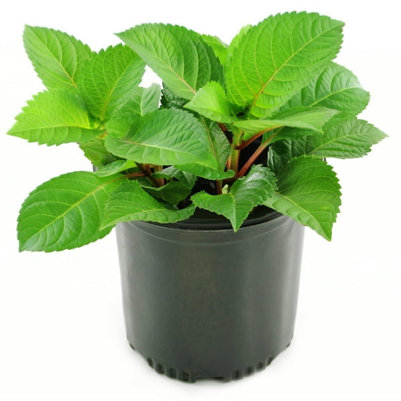 National Plant Network 1 gal Hydrangea 'Red Beauty' Live Perennial Shrub with Part Shade