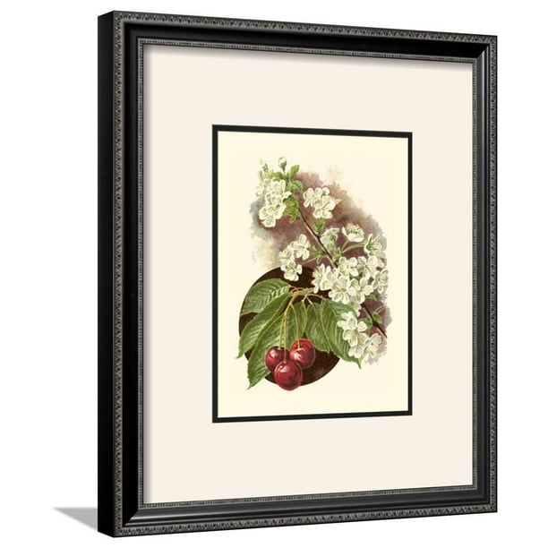 Cherry Blossom Framed Art Print Wall Art 18.5x22