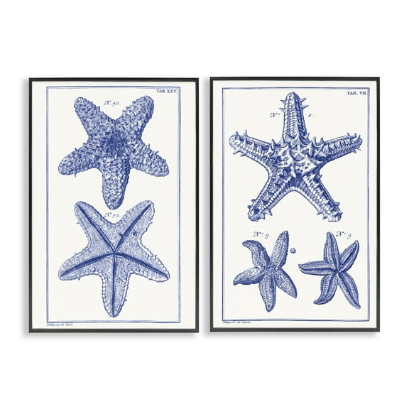 Stupell Industries Diagram of a Starfish Nautical & Beach Painting Black Framed Art Print Wall Art, 12 x 18, Set of 2