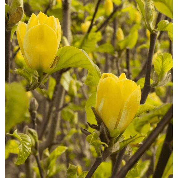 Live Yellow Bird Magnolia Tree Magnolia Acuminata Magnolia Flowers Plant 6-12"Tall 2.5"Pot