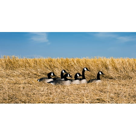 Higdon Decoys - Higdon decoys 77969 standard size half shell goose - Canada Goose - 6 pack