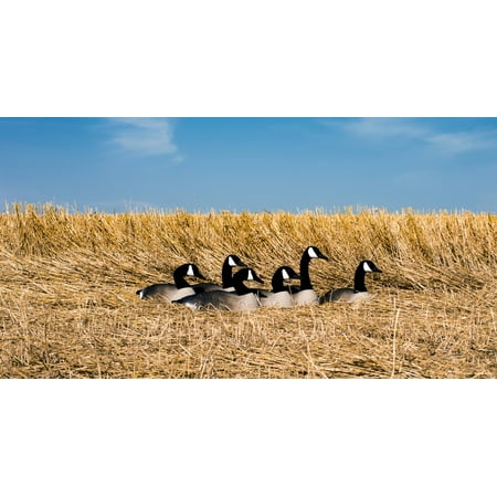 Higdon decoys 77969 standard size half shell goose - Canada Goose - 6