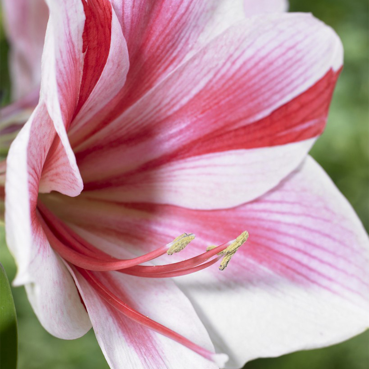 Van Zyverden Amaryllis Gervase Set of 1 Bulb Pink Partial Sun Perennial Easy to Grow 1 lb