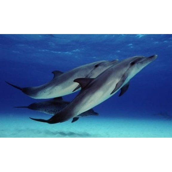 2 Dolphins Swimming ~ Edible Icing Image Cake Topper