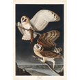 thumbnail image 3 of Audubon, John James 13x18 Black Modern Framed Museum Art Print Titled - Barn OwlÂ&nbsp;, 3 of 5