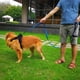 thumbnail image 4 of Correa para perros con asas dobles para control de entrenamiento de seguridad - Correas para perros grandes o medianos, 4 of 5