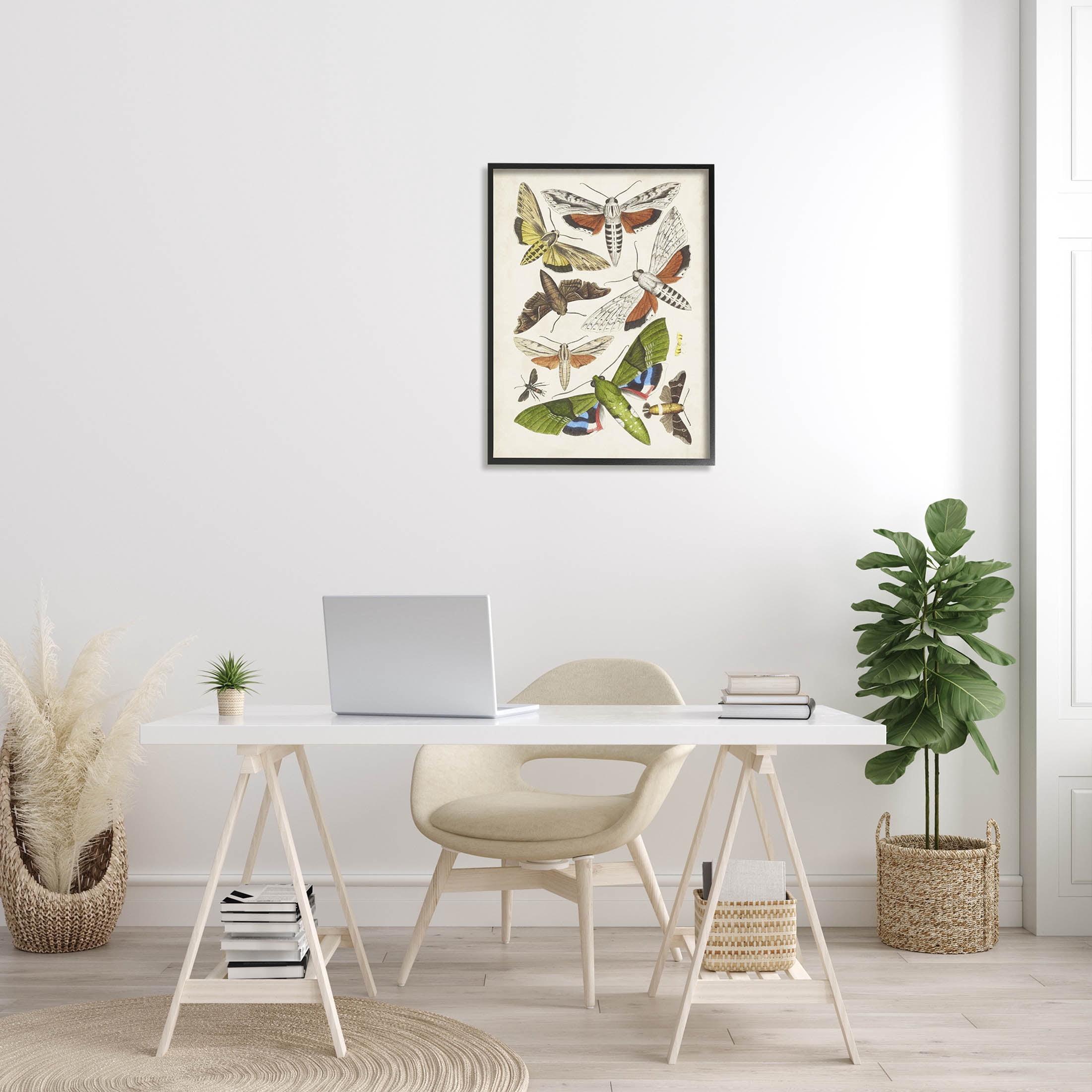 Stupell Industries Mixed Insects Moth Latin Studies Graphic Art Black Framed Art Print Wall Art, Design by World Art Group
