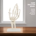 thumbnail image 1 of Modelo de esqueleto para estudio de articulación de mano humana en tamaño natural y anatómico médico, 1 of 14