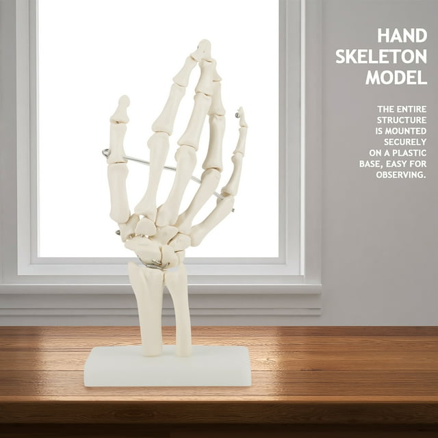 Modelo de esqueleto para estudio de articulación de mano humana en tamaño natural y anatómico médico