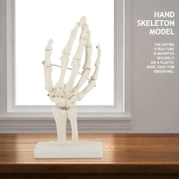 Modelo de esqueleto para estudio de articulación de mano humana en tamaño natural y anatómico médico