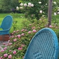 thumbnail image 4 of 1 Gal. Sweet Drift Rose - Bubblegum Pink Flowers, 4 of 8