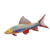 GloFish® Shark Add-On 1ct Live Fish Assortments