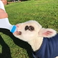 thumbnail image 6 of Goat Milk Feeding Bottle with Soft Nipple - 500ml & 800ml Plastic Lamb Feeder for Baby Goats, Calves, Piglets, Puppies, Kittens, 6 of 9