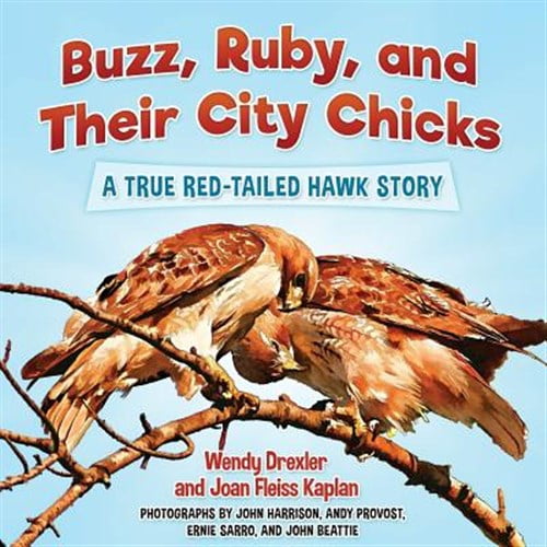 Pre-Owned Buzz, Ruby, and Their City Chicks: A True Red-Tailed Hawk Story
