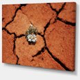 thumbnail image 2 of Surviving Flowers on Drought Land - Extra Large Landscape Canvas Art, 2 of 3