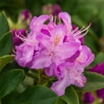 thumbnail image 5 of Direct Gardening 3 Gal. Pot PJM Elite Star Rhododendron Broadleaf Evergreen Purple Flowering Shrub, 5 of 6