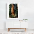 thumbnail image 2 of Giant Sequoia Redwood Tree - California Photography Forest Nature Woodland Wilderness Scenic Autumn Woods White Framed Wall Art Print 5 x 7 inches, 2 of 3