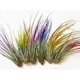 Blue Juncifolia Air Plant Enhanced Tillandsia Airplant FREE SHIPPING