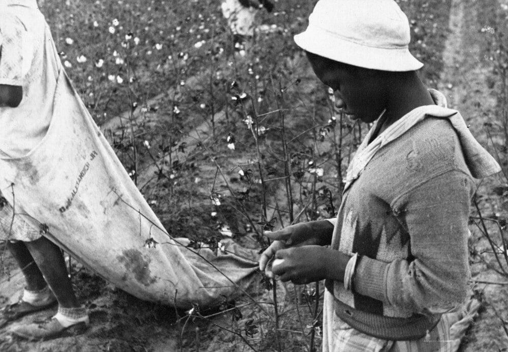 Cotton Picker 1935 Na Young African American Migrant Worker Picking cotton-picker-1935-na-young-african-american-migrant-worker-picking