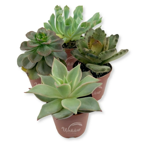 Succulent Variety Pack - 4 Live Starter Plants in 2 Inch Pots - Grower's Choice - Easy Care Drought Tolerant Houseplants