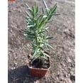 thumbnail image 3 of Rosemary Plant Live in 4'' Pot, Well Rooted Rosemary Herb Plant for Planting Indoor Outdoor, 6-8 Inch Tall, 3 of 6