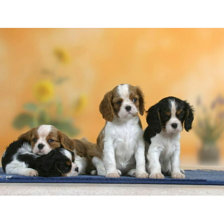 Domestic Dogs, Four Cavalier King Charles Spaniel Puppies, 7 Weeks Old, of Different Colours Print Wall Art By Petra