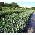 thumbnail image 4 of Red de enrejado para plantas Tenax Hortonova, 48 x 100 pies, blanca, 4 of 8