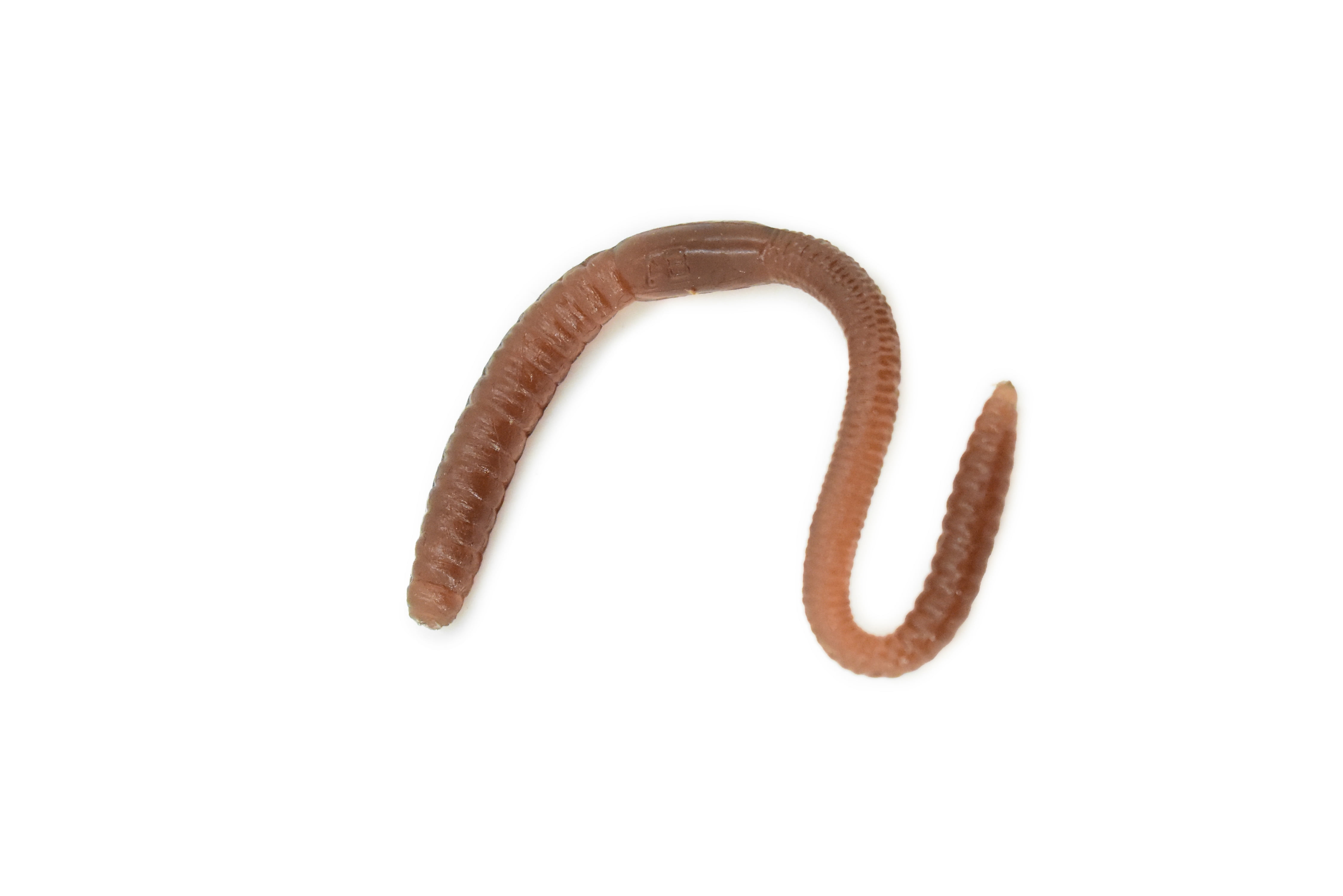 earthworms for kids