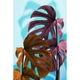 thumbnail image 3 of 1x Studio III 17x24 Black Modern Framed Museum Art Print Titled - Monstera Blue 04, 3 of 5