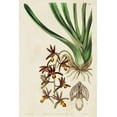 thumbnail image 2 of Ridgeway 23x32 White Modern Wood Framed Museum Art Print Titled - Small Spring Orchid V, 2 of 4