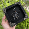 thumbnail image 6 of Scorpion Display Real Frame Shadow Box Insect Art Wall Decor Curiosity Cabinet Nature Decoration Gift For Women Desk Tabletop Or Wall Hanging Black Frame Home Decor K12-51-DE, 6 of 6