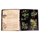 thumbnail image 4 of Plantas Silvestres E Infusiones Curativas Lexus Editores Atlas Ilustrado, 4 of 4