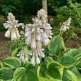 thumbnail image 3 of Hosta 'Earth Angel', 3 of 5