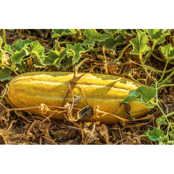 50 Seeds BANANA MELON Fruit Cucumis Melo Seeds