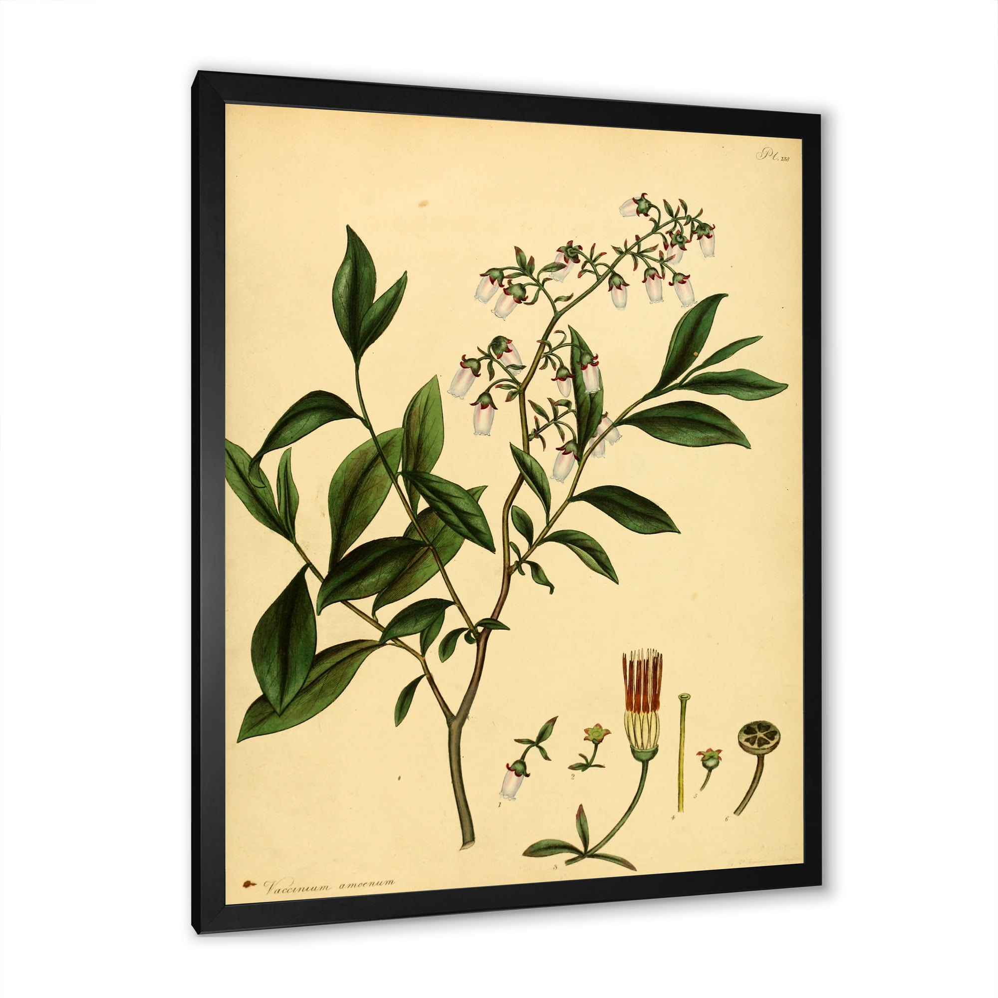 Designart 'Ancient Plant Life V' Traditional Framed Art Print