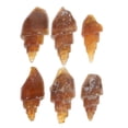 thumbnail image 2 of Miangastore 6pcs Agate Snail Conch Specimen Rare Ancient Gastropod For Education Geology Science Teaching And Collecting Unique Shell Shapes, 2 of 8