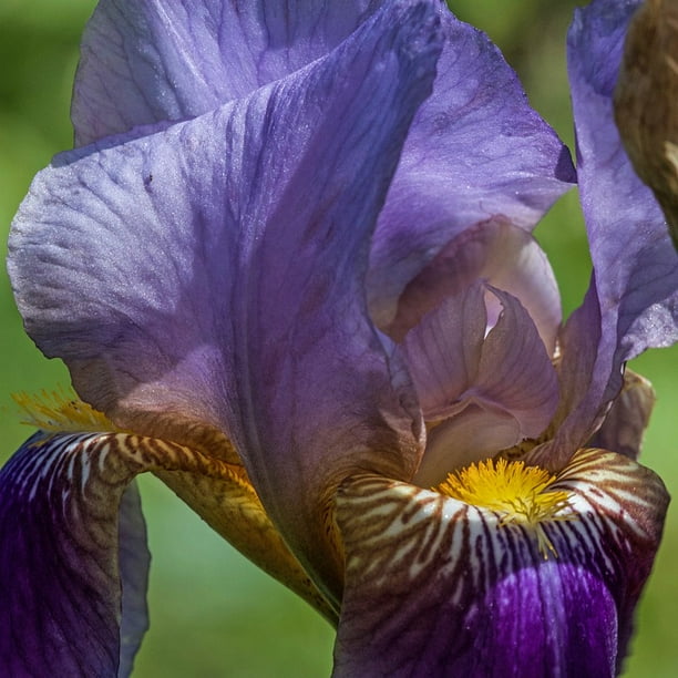 Blossom Section Iridaceae Flower Bloom Iris Lily12 Inch