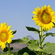 Sunflower Garden Seeds - Mammoth Grey Stripe - 8 Gram Packet - Annual Sun Flower Gardening Seeds - Gray