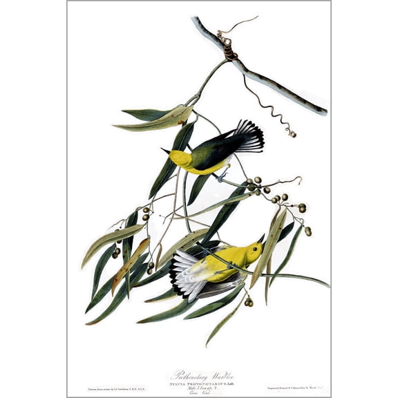 24"x36" Gallery Poster, Prothonotary Warbler