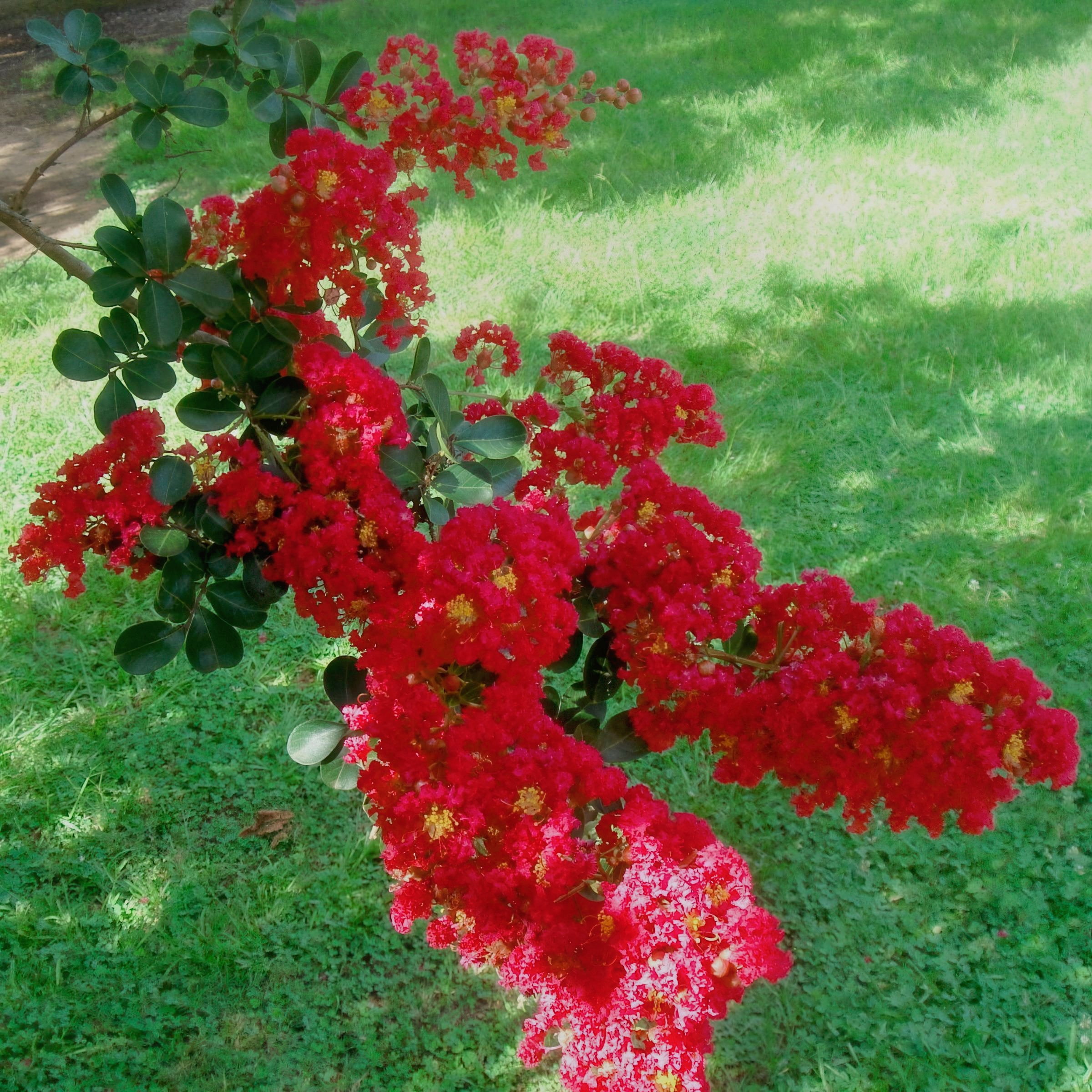 3 gal. Crape Myrtle Miss Frances Shrub with Pink Flowers