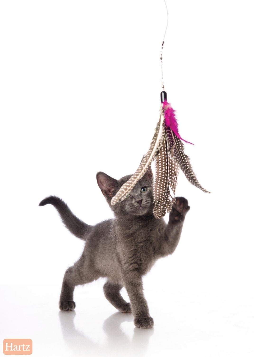 KittyCat  Hartz Just for Cats Kitty Caster Cat Toy - Walmart.ca