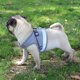 thumbnail image 4 of Juego de arnés y correa para perros, arnés acolchado de malla suave para cachorros y gatos, arnés de pecho transpirable ajustable reflectante para caminar, correr, entrenar Xemadio 2034455-12, 4 of 9