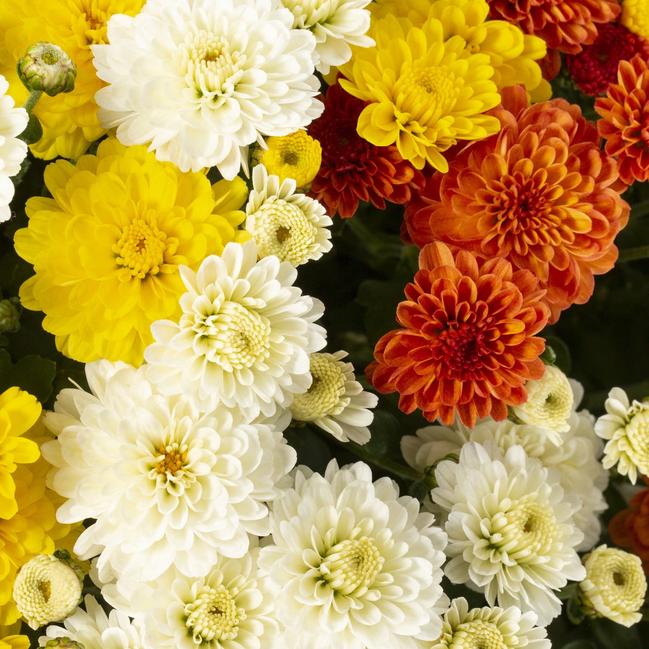 Expert Gardener 1.5G Orange White Yellow Mum Live Plant Decorative Pot Full Sun
