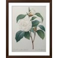 thumbnail image 2 of Art.com White Camellia Art Print by Pierre-Joseph Redoute, Brown Frame Wall Art, 32" x 40", 2 of 5